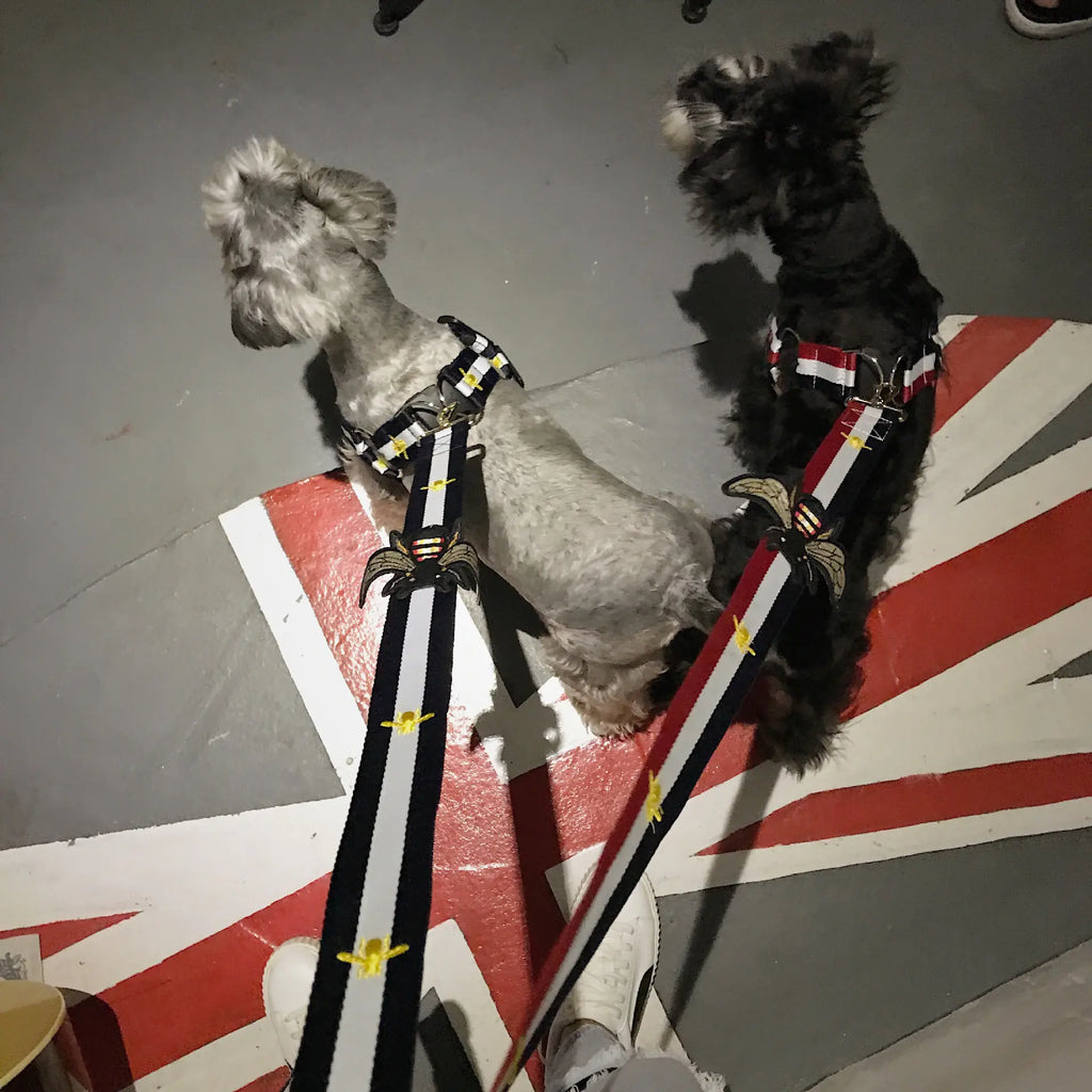 All-Size Dog Comfort Harness & Leash