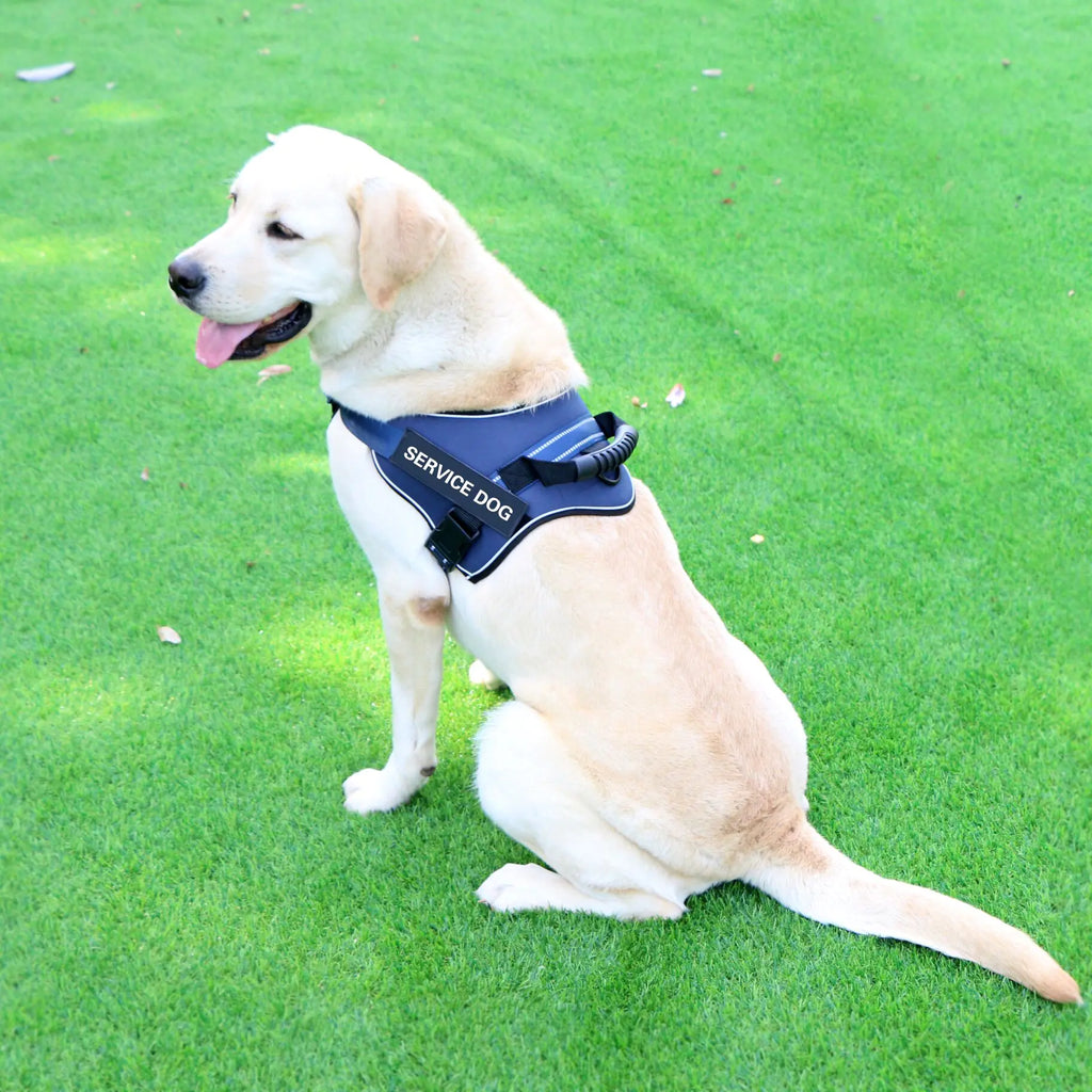 Medium and Large Dog Leash with Chest Strap Vest