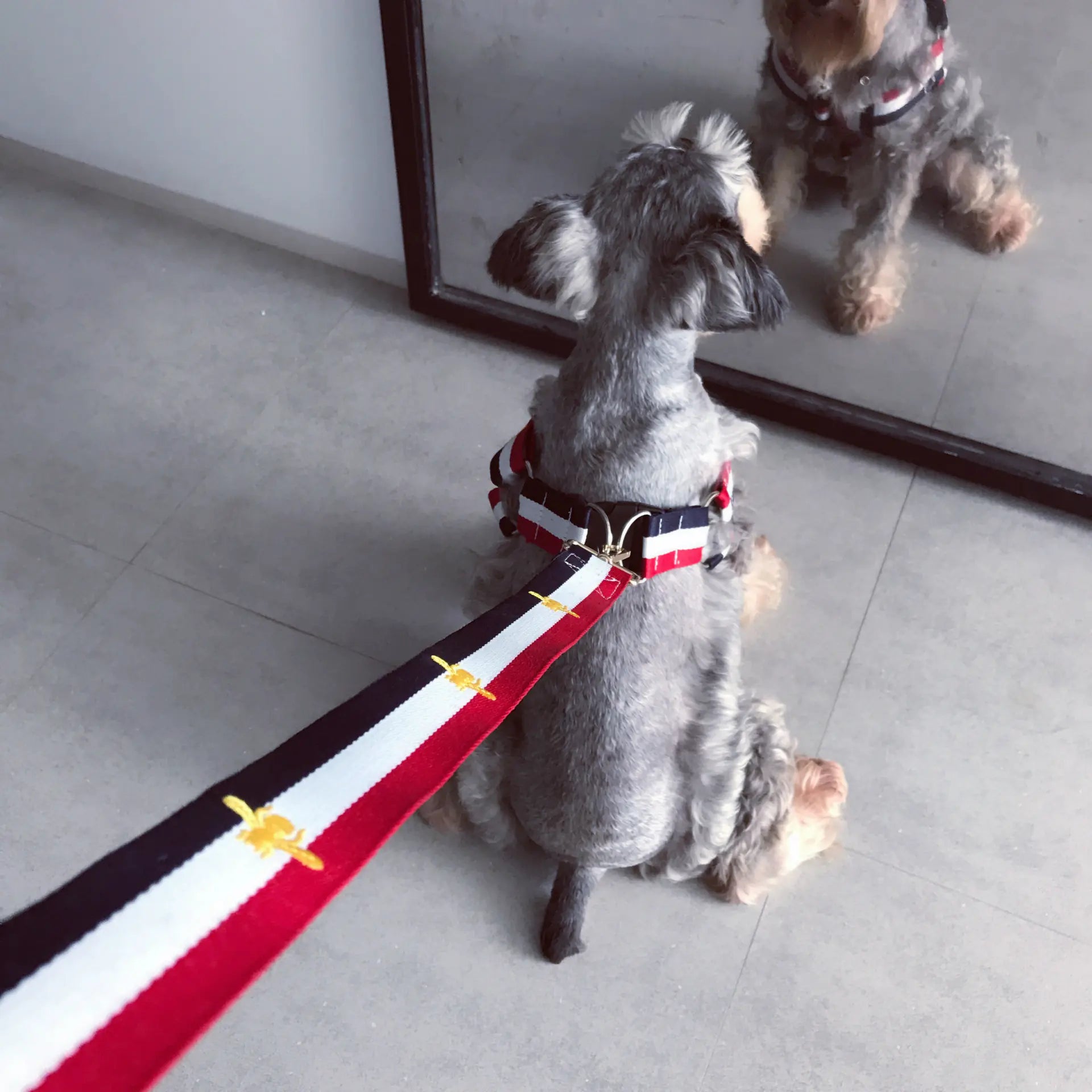 All-Size Dog Comfort Harness & Leash