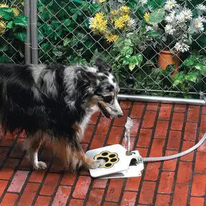 Easy Step Dog Drink Fountain