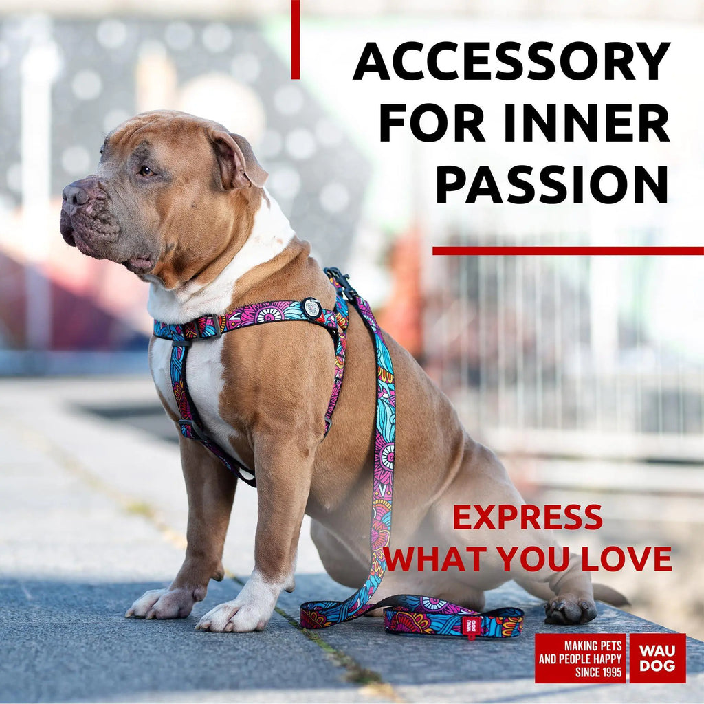 Colorful Nylon Leash for Medium & Large Dogs - 4 Ft