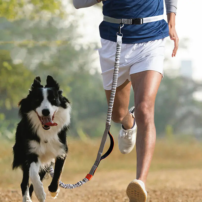 Adventure Canine Running Leash