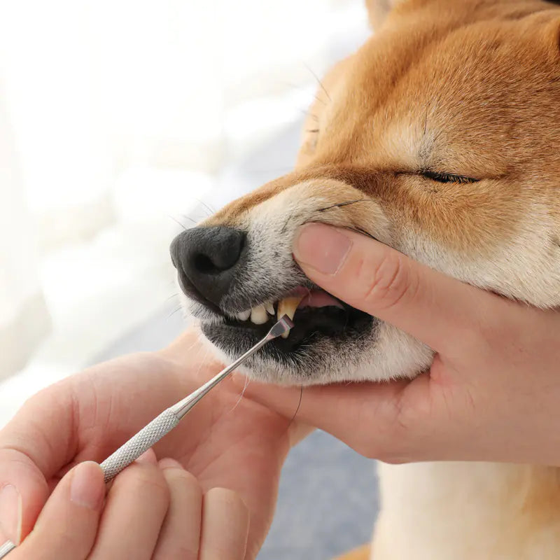 Dual Pet Dental Care Pen