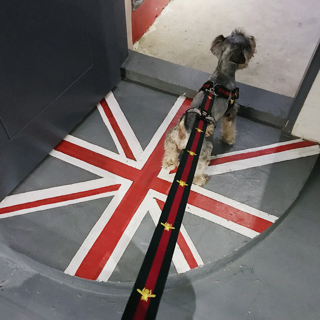 All-Size Dog Comfort Harness & Leash