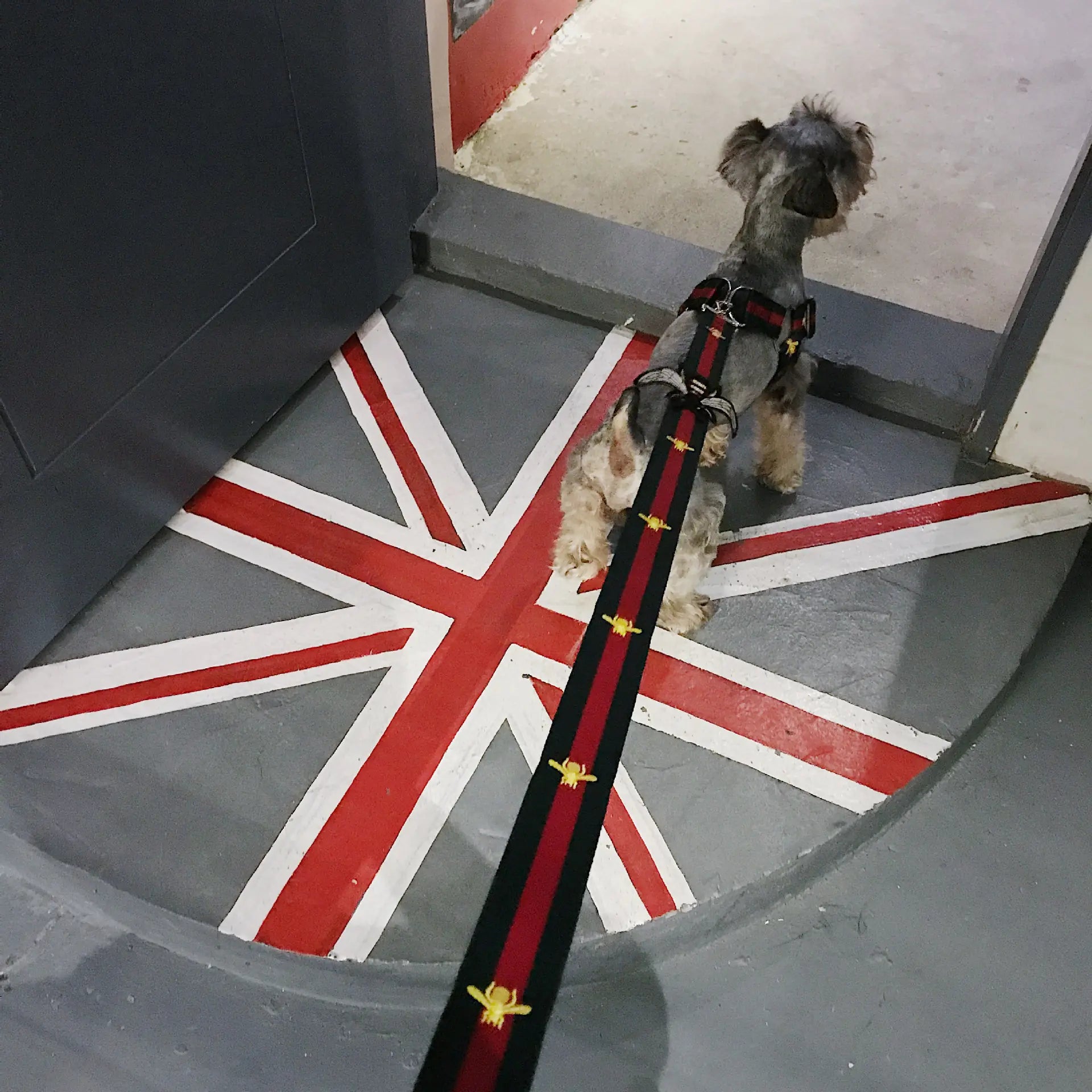 All-Size Dog Comfort Harness & Leash