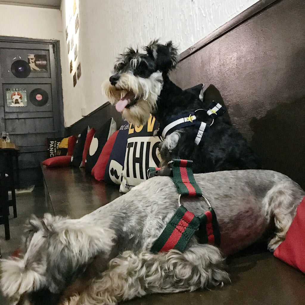 All-Size Dog Comfort Harness & Leash