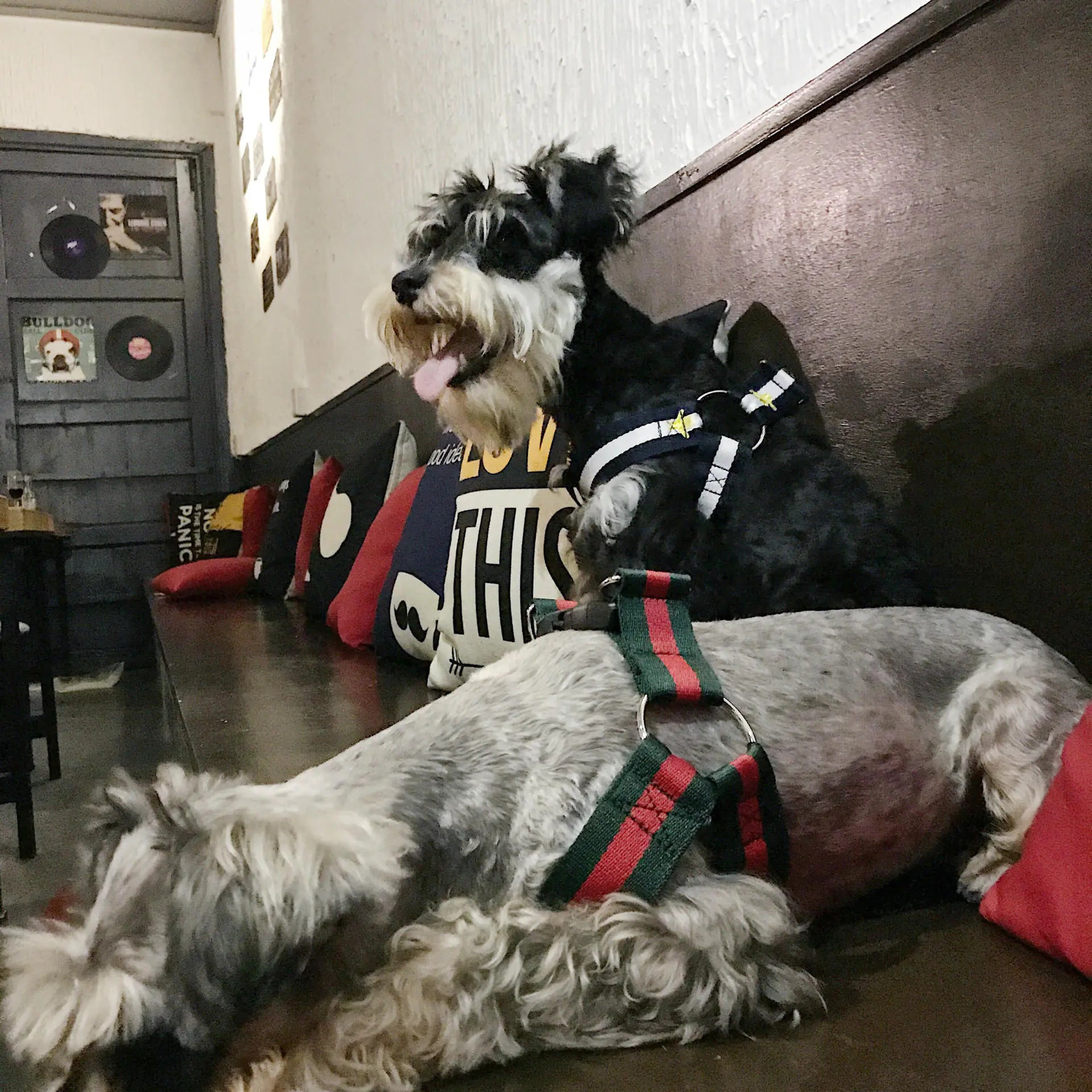 All-Size Dog Comfort Harness & Leash