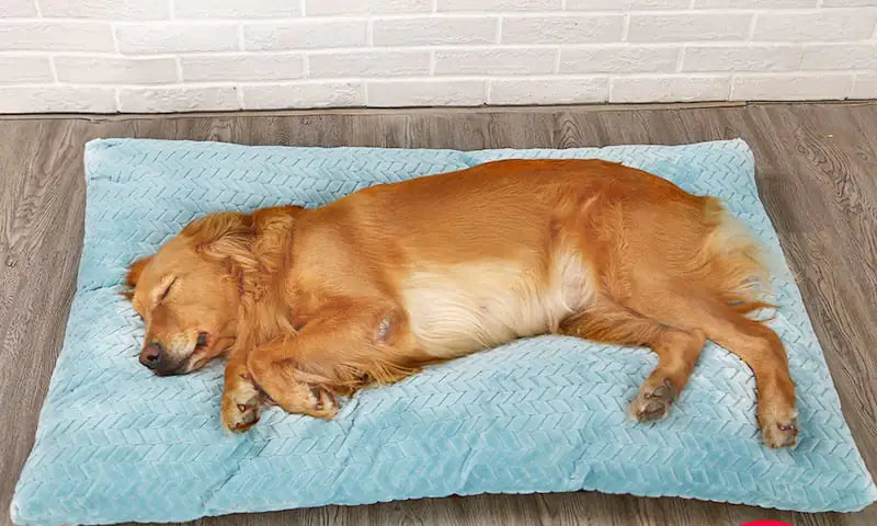 Cozy Plush Deluxe Dog Bed - 4 Sizes