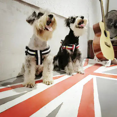 All-Size Dog Comfort Harness & Leash