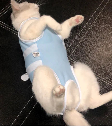 Breezy Feline Summer Suit